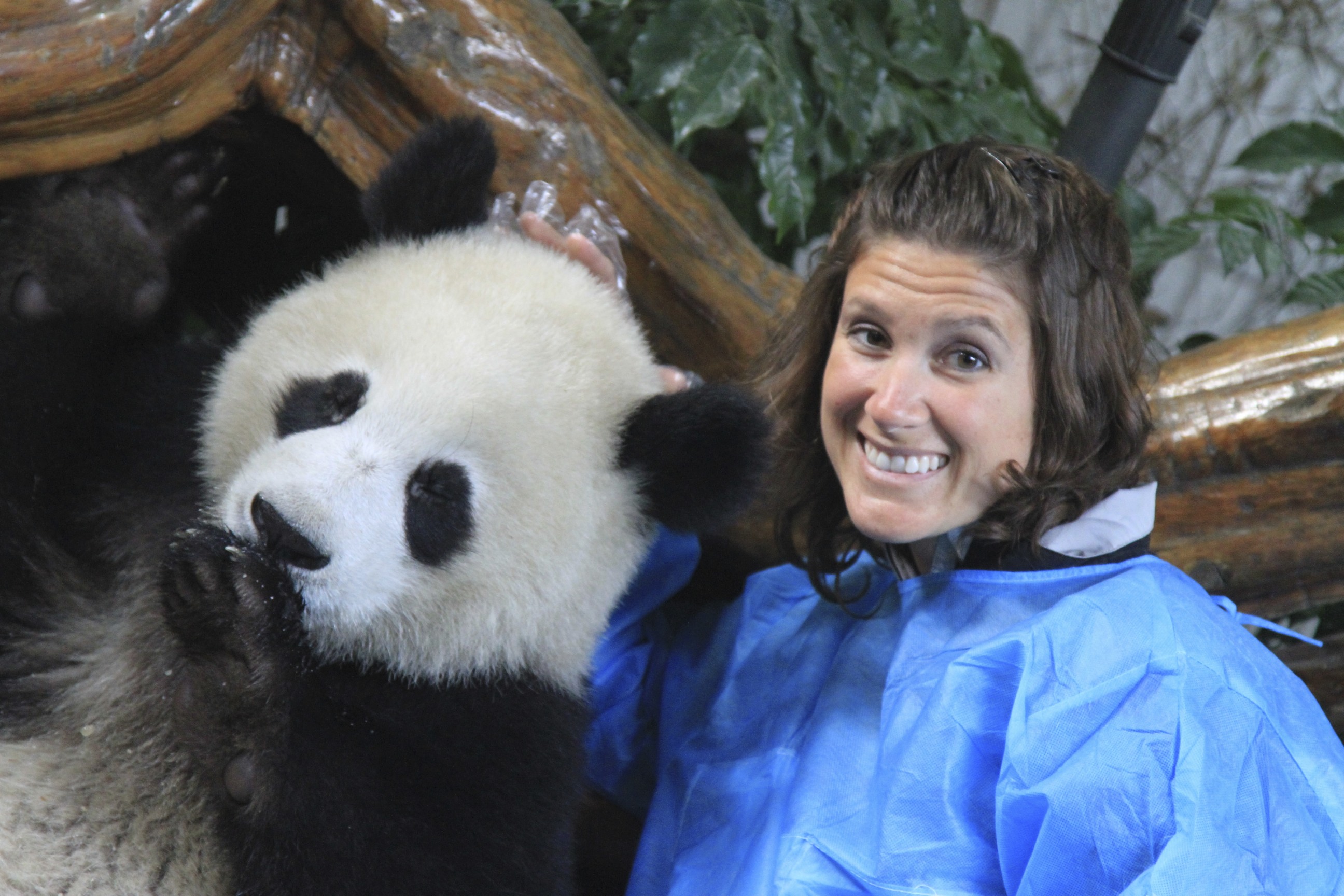 Day 289 of 400: Giant Panda Research Base, Du Fu’s Thatched Cottage ...